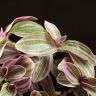 Традесканция Нанук 20/12 фото 5 &mdash; Luxury Plants