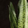 Сансевиерия Зейланика 65/19 фото 3 &mdash; Luxury Plants