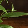 Спатифиллум Корто 40/12 фото 5 &mdash; Luxury Plants