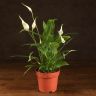 Спатифиллум Корто 40/12 фото 1 &mdash; Luxury Plants