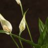 Спатифиллум Корто 40/12 фото 4 &mdash; Luxury Plants
