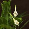 Спатифиллум Корто 40/12 фото 2 &mdash; Luxury Plants
