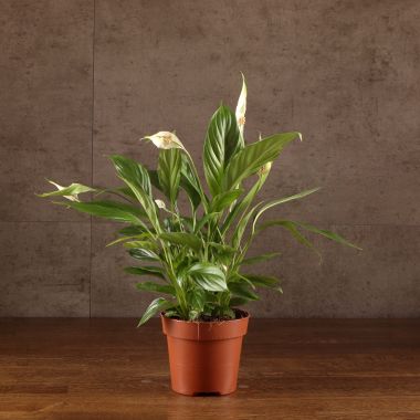 Спатифиллум Корто 40/12 &mdash; Luxury Plants