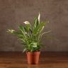 Спатифиллум Корто 40/12 фото 1 &mdash; Luxury Plants