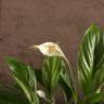 Спатифиллум Корто 40/12 фото 2 &mdash; Luxury Plants