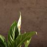 Спатифиллум Корто 40/12 фото 4 &mdash; Luxury Plants