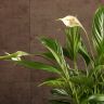 Спатифиллум Корто 40/12 фото 3 &mdash; Luxury Plants