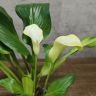 Калла желтая D14 уценка фото 2 &mdash; Luxury Plants