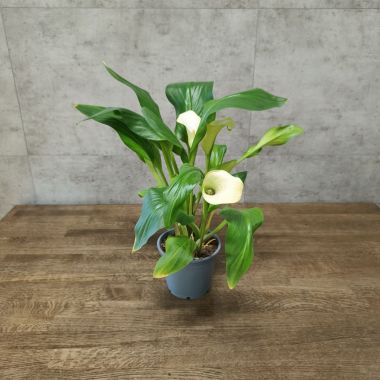 Калла желтая D14 уценка &mdash; Luxury Plants