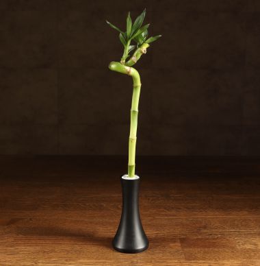 Бамбук спираль 30 см в черной колбе &mdash; Luxury Plants