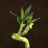 Бамбук спираль 30 см в черной колбе фото 2 &mdash; Luxury Plants