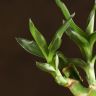 Бамбук спираль 30 см в черной колбе фото 5 &mdash; Luxury Plants