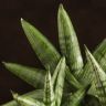Сансевиерия Роки Фан 25/12 фото 2 &mdash; Luxury Plants