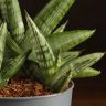 Сансевиерия Роки Фан 25/12 фото 3 &mdash; Luxury Plants