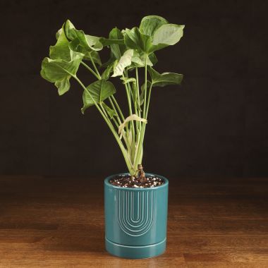 Сингониум Конфети в синем горшке 40/12 &mdash; Luxury Plants