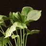 Сингониум Конфети в синем горшке 40/12 фото 2 &mdash; Luxury Plants