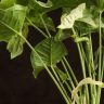 Сингониум Конфети в синем горшке 40/12 фото 4 &mdash; Luxury Plants