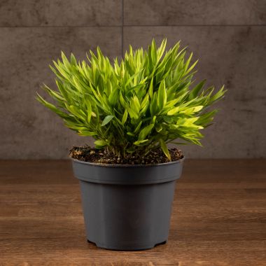 Погонатерум Моника 30/12 &mdash; Luxury Plants