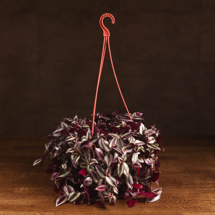 Традесканция Зербина D23 фото 1 &mdash; Luxury Plants