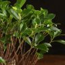 Бонсай Фикус 35 см фото 4 &mdash; Luxury Plants