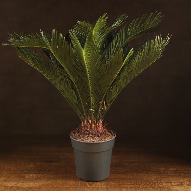 Цикас Революта 70/21 фото 1 &mdash; Luxury Plants