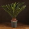 Цикас Революта 70/21 фото 1 &mdash; Luxury Plants