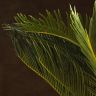 Цикас Революта 70/21 фото 2 &mdash; Luxury Plants