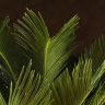 Цикас Революта 70/21 фото 3 &mdash; Luxury Plants