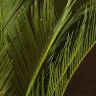 Цикас Революта 70/21 фото 4 &mdash; Luxury Plants