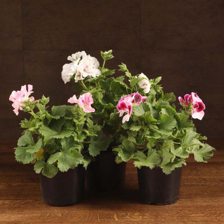 Пеларгония королевская (герань) микс D12 фото 1 &mdash; Luxury Plants