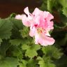Пеларгония королевская (герань) микс D12 фото 3 &mdash; Luxury Plants