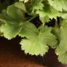 Пеларгония королевская (герань) микс D12 фото 5 &mdash; Luxury Plants