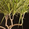 Драцена маргината Санрей 75/21 фото 4 &mdash; Luxury Plants