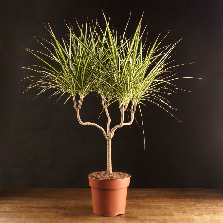 Драцена маргината Санрей 75/21 фото 1 &mdash; Luxury Plants