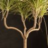 Драцена маргината Санрей 75/21 фото 2 &mdash; Luxury Plants