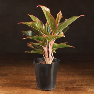 Аглаонема Сиам Аврора 25/10 &mdash; Luxury Plants