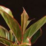 Аглаонема Сиам Аврора 25/10 фото 4 &mdash; Luxury Plants