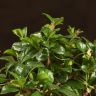Бонсай Кармона с водопадом 25см фото 2 &mdash; Luxury Plants