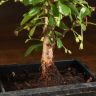 Бонсай Кармона с водопадом 25см фото 4 &mdash; Luxury Plants