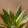 Ананас Росита 30/9 фото 4 &mdash; Luxury Plants