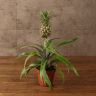Ананас Росита 30/9 фото 1 &mdash; Luxury Plants