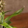 Ананас Росита 30/9 фото 3 &mdash; Luxury Plants