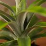 Ананас Росита 30/9 фото 5 &mdash; Luxury Plants
