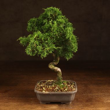 Бонсай Можжевельник 35 см в прямоугольной плошке &mdash; Luxury Plants