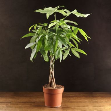 Пахира Акватика 90/21 &mdash; Luxury Plants