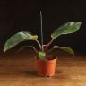 Филодендрон Пинк Конго д10 уценка фото 1 &mdash; Luxury Plants