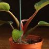 Филодендрон Пинк Конго д10 уценка фото 2 &mdash; Luxury Plants