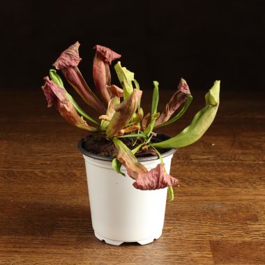 Саррацения насекомоядная д9 уценка &mdash; Luxury Plants