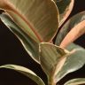 Фикус Эластика Тинеке 20/9 фото 3 &mdash; Luxury Plants