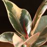Фикус Эластика Тинеке 20/9 фото 4 &mdash; Luxury Plants